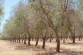Light annual pruning is still a best practice for encouraging new growth. How To Grow Olives Step By Step And Discover The Five Best Olive Trees Better Homes And Gardens
