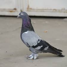 Gok Disim Animals Bird Pigeon