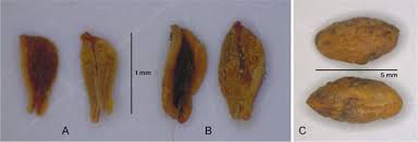 Image result for Rytigynia bridsoniae