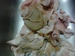 Head of cabbage, chopped 2 1/2 c. Hog Maws Hog Maw Recipe Soul Food Hog Maws