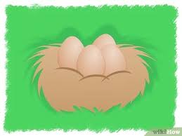 66.923 resep telur ayam ala rumahan yang mudah dan enak dari komunitas memasak terbesar dunia! 3 Cara Untuk Menetaskan Telur Ayam Wikihow