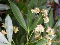 Image result for Equilabium laxiflorum