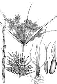 Image result for Pycreus mundtii