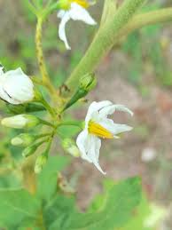 Image result for Solanum torvum