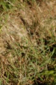 Image result for Schizachyrium brevifolium