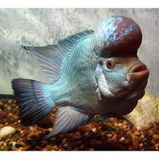 Use them as wallpapers for your mobile or desktop screens. Titanium Thai Silk Flowerhorn Cichlid Cichlids Freshwater Aquarium Fish Cichlid Aquarium