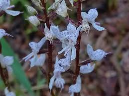 Image result for Disa aconitoides
