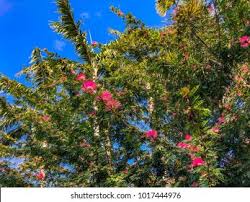 Image result for Malvaceae subfamily Bombacoideae