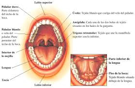 Cancer Oral