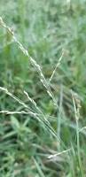 Image result for Leptochloa panicea