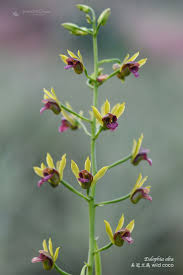 Image result for Eulophia alta