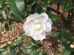 Maybe you would like to learn more about one of these? Year Round Plants For Zone 7 Climates Tips On Gardening In Zone 7 Year Round