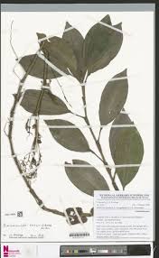 Image result for Coleotrype laurentii