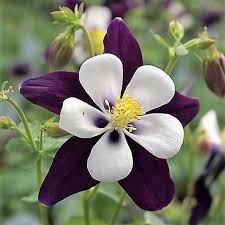 Use them in commercial designs under lifetime, perpetual & worldwide rights. Budburst Colorado Blue Columbine Colorado Violet White