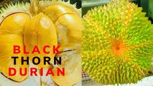 Check spelling or type a new query. Durian Duri Hitam Durian Black Thron Durian Ochee D200 Youtube