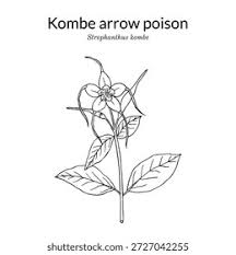 Image result for Strophanthus kombe