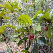 Image result for Guettarda