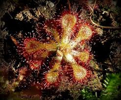 Image result for Drosera dielsiana