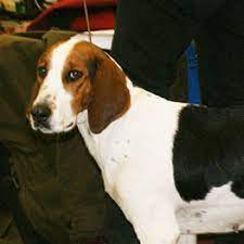 ❰ ❱ the halden hound is a medium to large purebred developed to hunt hare and other prey on the plains of norway. Halden Hound Breed Information Characteristics Heath Problems Dogzone Com