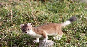 Harmilī‹n›) ist eigentlich eine verkleinerungsbildung zur. Natur Bewegt Das Tanzende Hermelin Naturschutz Ch