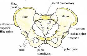 Pelvic anatomy is composed of two innominate (coxal) bones that articulate with the sacrum and proximal. Antenatal Care Module 6 Anatomy Of The Female Pelvis And Fetal Skull View As Single Page