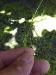 Image result for Sporobolus myrianthus