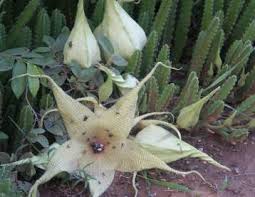 Image result for Stapelia