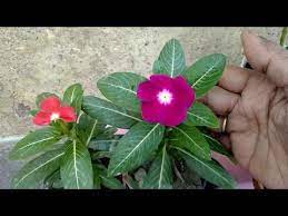 Information About Hybrid Variety Of Flowers X2f Repotting Of Periwinkle X2f Sadabahar In Hindi And Urdu Youtube Camellia Tree Flowers Flower Images