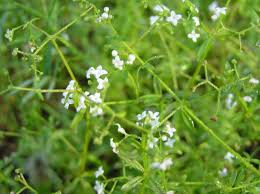 Image result for Galium