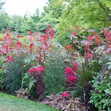 Image result for Amaranthus tricolor