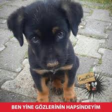 Gunaydin Sevgi Kardeslik Baris Gunaydin Bu Satirlari Okuyan Guzel Insan Sosyalokuz Gunu Gunaydin Sabah Kahvalti Ekmek Peynir Zeytin C Panda Resim