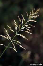 Image result for Sorghum halepense