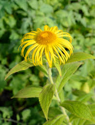 Image result for Inula