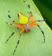 Candy stripe spider (wisconsin, usa). Eriophora Costa Rica Spider Spider Spider Bites Arachnids