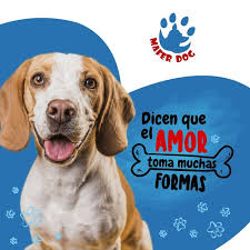 Veterinaria Mafer Dog