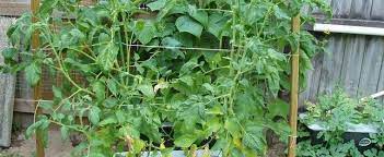 Our collection of four brandywine tomatoes famous for their very exceptional rich, succulent flavour. Tomato Lycopersicon Lycopersicum Brandywine
