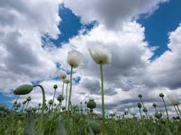 Image result for Papaver somniferum White Cloud