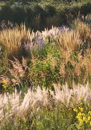 Prairietuin V Hoegaarden Prairie Garden Garden Inspiration Landscaping Inspiration