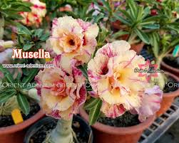 Image result for Adenium