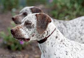 breed of the week the braque du bourbonnais every dog breed rare dogs dogs
