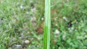 Image result for Carex leptosaccus