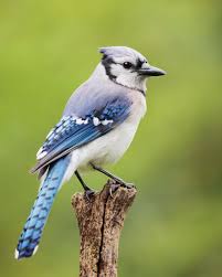 Birds Of Eastern Panhandle Wv Shenandoah National Park Wildlife Viewing The National Parks Experience In 2020 Most Beautiful Birds Blue Jay Beautiful Birds