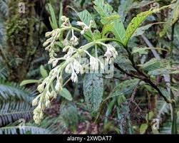 Image result for Bertiera