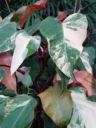 Simply Beautiful Philodendron Erubescens Red Emerald Marbled Variegated Plants Philodendron Plants