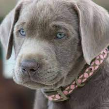 Silver lab puppies for sale colorado. Rockin R Silver Labs Home Facebook
