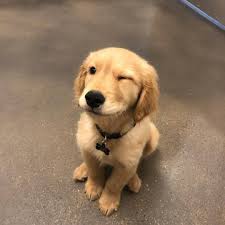 We did not find results for: Animais Cachorro And Dog Image 6820618 On Favim Com