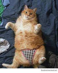 Pin On Cat Pants