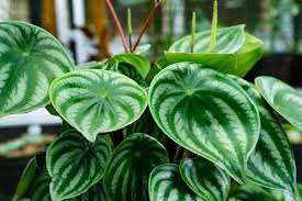 Image result for Peperomia molleri
