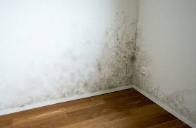 We did not find results for: The Best Air Purifier For Mold Mildew And Other Microscopic Spores Molekule Blog
