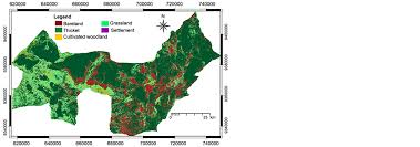 Image result for Cassipourea mollis